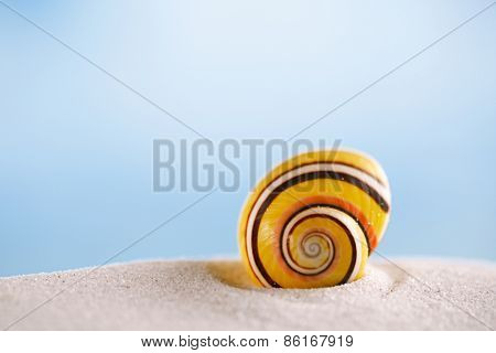 bright polymita shell on white beach sand under the sun light, shallow dof