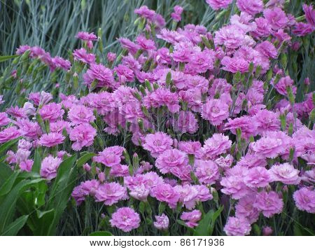 carnation