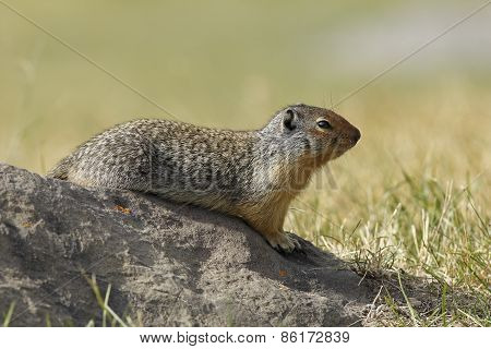 Columbian Ground Squirrel Sitting On A Rock - Banff, Canada