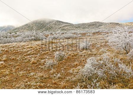 Texas Desert After An Ice Storm