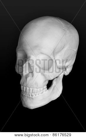 Human skull isolated