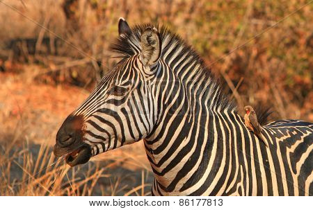 A lone zebra with an ox-pecker on his back in South Luangwa National Park