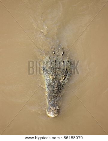 Crocodile Swimming in a Muddy River