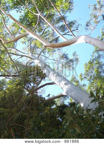 Twee Ghost gom bomen