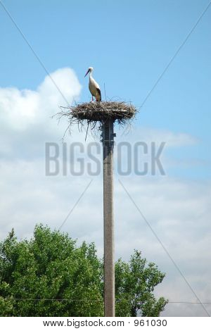 Storch