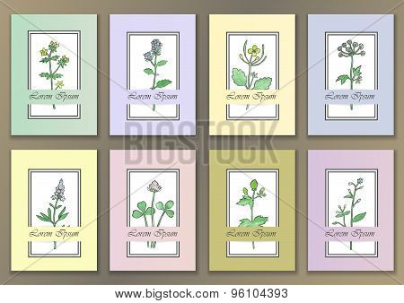 Set Vintage Posters with hand drawn watercolour herbs
