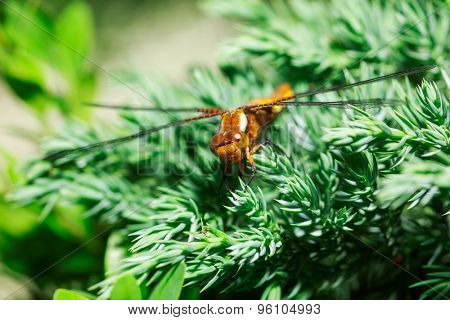beautiful dragonfly on softwood branch. close
