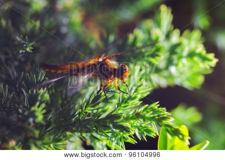 beautiful dragonfly on softwood branch. close