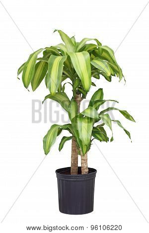 Dracaena Fragrans Plant