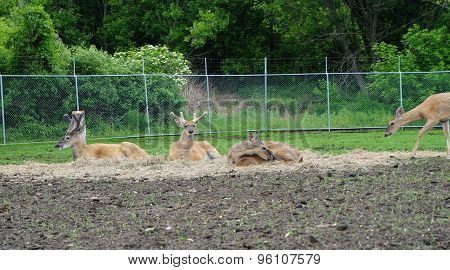 Whitetail Deer