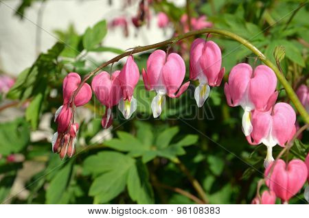 Dicentra