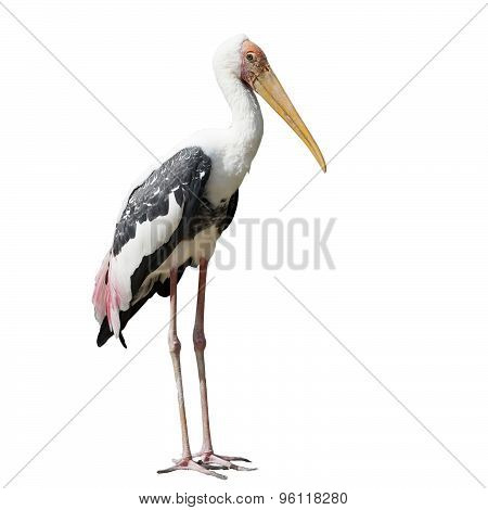 Painted Stork Bird Or Mycteria Leucocephala On White Background