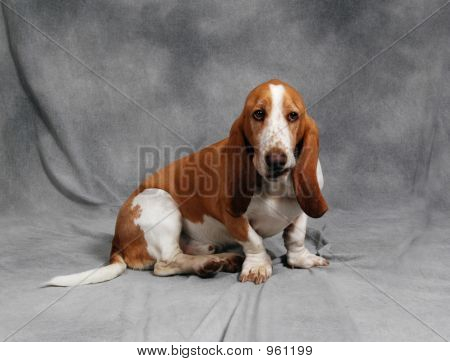 Basset
