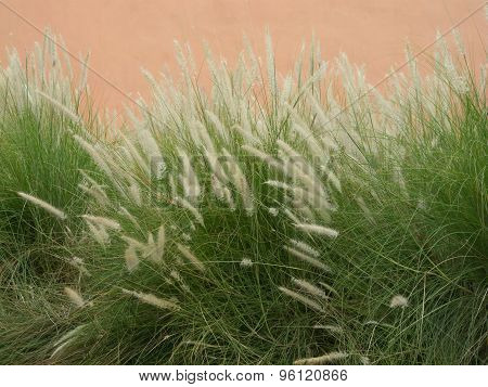 Poaceae