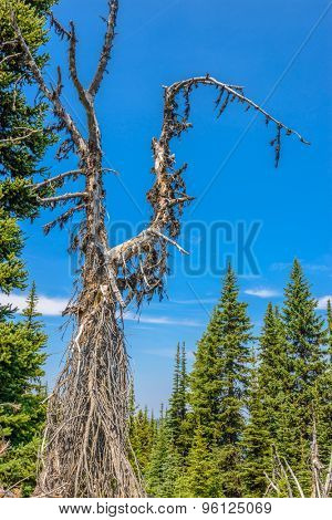 Beautiful Mountain Trail. Blackwall Peak Trail at Manning Park in British Columbia. Canada.