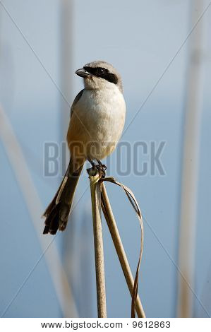 Suuri harmaa Shrike.