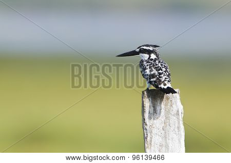 Pied Kingfisher In Pottuvil, Sri Lanka