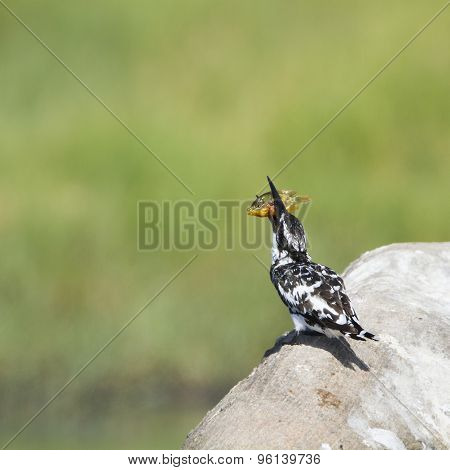 Pied Kingfisher In Pottuvil, Sri Lanka