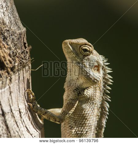 Portrait Of Oriental Garden Lizard In Pottuvil, Sri Lanka