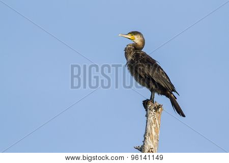 Great Cormorant In Pottuvil, Sri Lanka