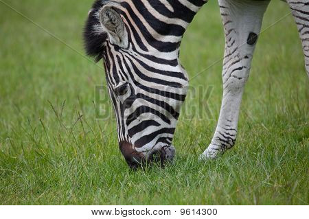 Zebra