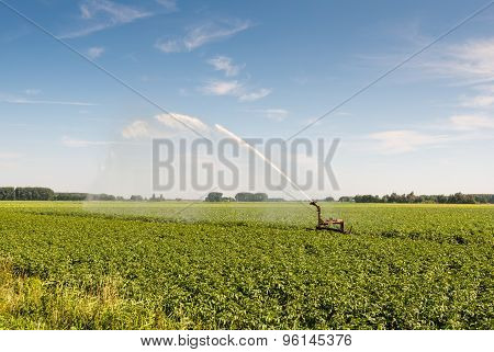 Irrigation Of A Potato Field In Summer Heat