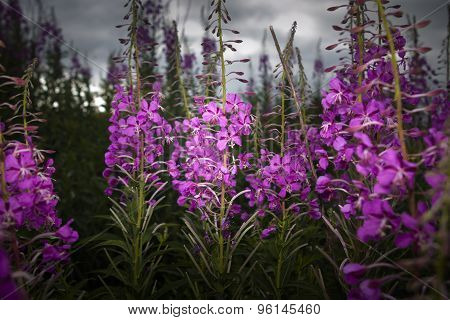 forest flowers