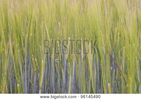 ears of rye on field