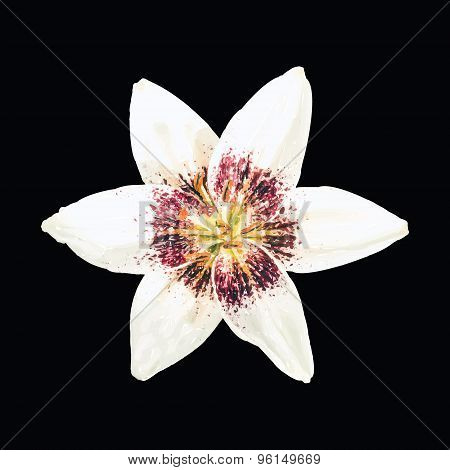 Cream Lily Flower Isolated on Black Background. Vector.