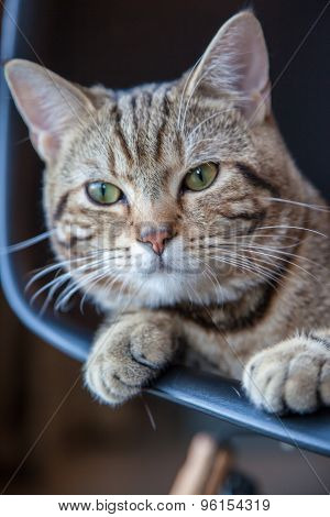 Cute Tabby Kitten
