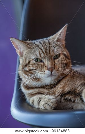Cute Tabby Kitten