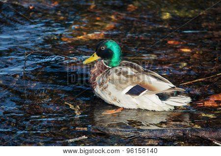 Male Mallard Or Wild Duck