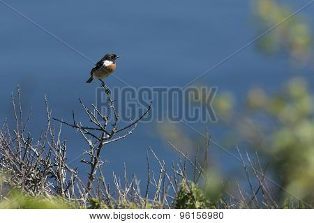 Little Coastal Bird