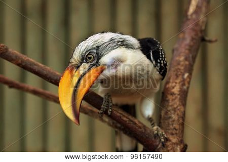 Eastern yellow-billed hornbill (Tockus flavirostris), also known as the northern yellow-billed hornbill. Wildlife animal. 
