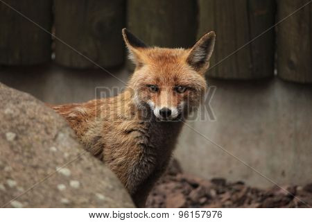 Red fox (Vulpes vulpes). Wild life animal. 