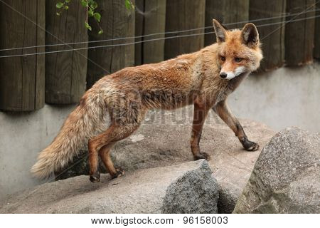 Red fox (Vulpes vulpes). Wild life animal. 
