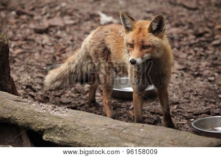 Red fox (Vulpes vulpes). Wild life animal. 