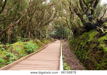 Laurel Forest