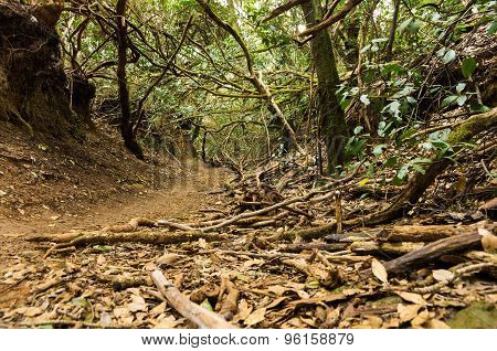 Laurel Forest