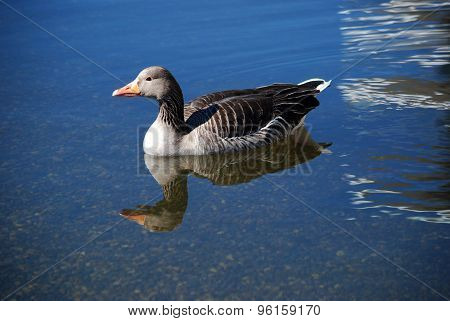 duck in cold water
