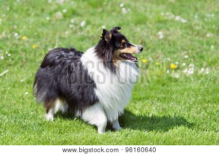 Sheltie on the green field.