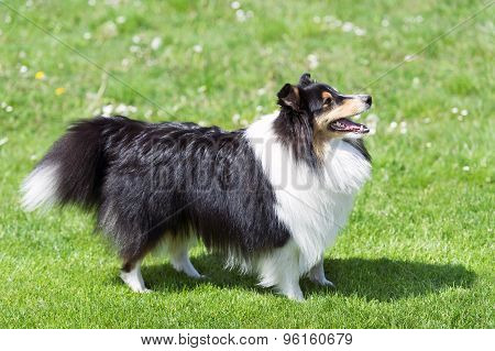 Sheltie on the green field.