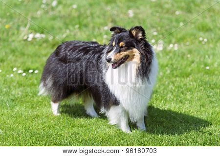 Sheltie on the green field.