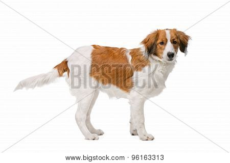 Brown And White Kooiker Dog