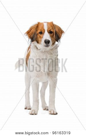Brown And White Kooiker Dog