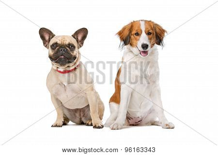 French Bulldog And A Kooiker Dog