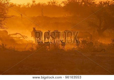 Zebras And Springbok Walking Into A Dusty Sunset