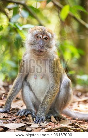 Macaque portrait in Gunung Leuser National Park, Sumatra, Indonesia