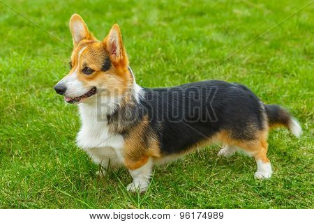 dog Pembroke Welsh corgi smiling