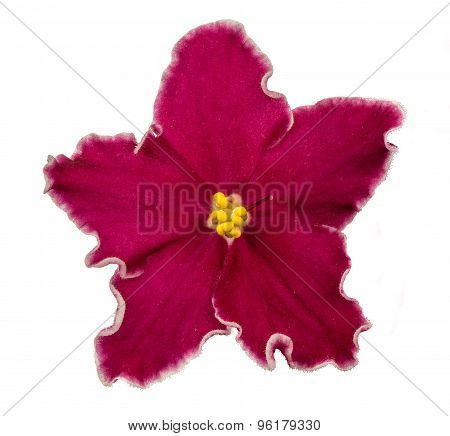 Violet flower isolated.